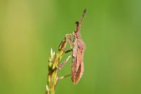 Coriomeris denticulatus