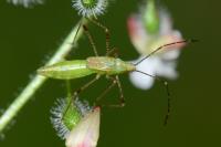 Metatropis rufescens