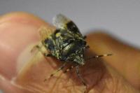 Rhaphigaster nebulosa