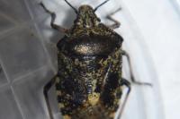 Rhaphigaster nebulosa