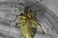 Rhaphigaster nebulosa