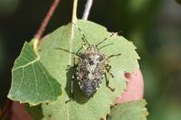 Rhaphigaster nebulosa