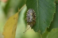 Rhaphigaster nebulosa
