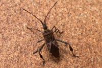 Leptoglossus occidentalis