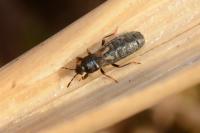 Dimorphopterus spinolae