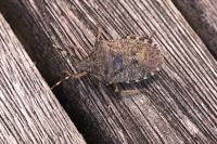 Rhaphigaster nebulosa