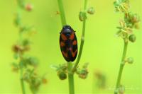 Cercopis vulnerata