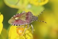 Dolycoris baccarum