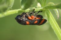 Cercopis intermedia