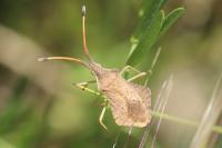 Syromastus rhombeus