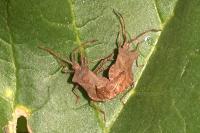 Coreus marginatus