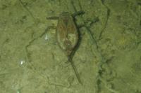 Nepa cinerea