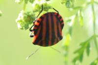 Graphosoma italicum