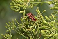 Graphosoma italicum