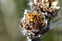 Carpocoris purpureipennis