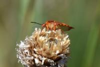 Carpocoris purpureipennis
