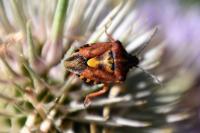 Carpocoris purpureipennis