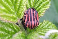 Graphosoma italicum