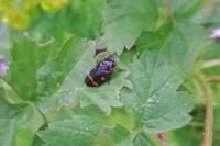 Cercopis intermedia