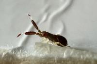 Heterotoma planicornis