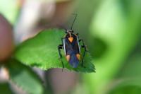 Capsodes flavomarginatus