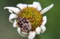 Carpocoris purpureipennis