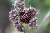 Graphosoma italicum