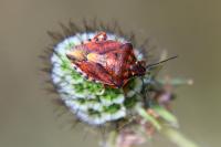 Carpocoris purpureipennis