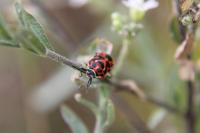 Eurydema ornata
