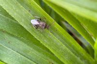 Stictopleurus punctatonervosus