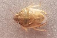 Neottiglossa leporina