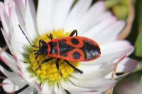 Pyrrhocoris apterus