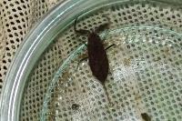 Nepa cinerea