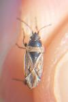 Xanthochilus quadratus