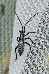 Leptopterna dolabrata