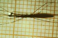 Hydrometra stagnorum