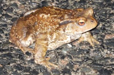 Crapaud