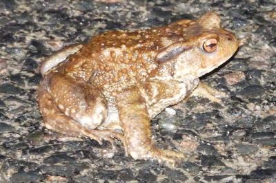 Crapaud