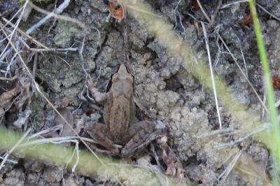 Grenouille agile 