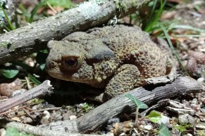 Crapaud commun 