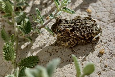 Crapaud calamite 