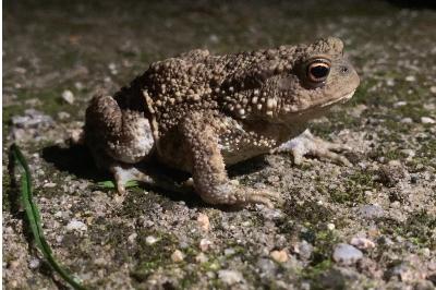 Crapaud commun 