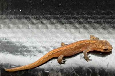 Triton ponctué 