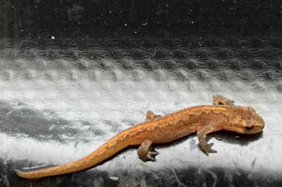 Triton ponctué 