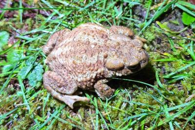 Crapaud commun 