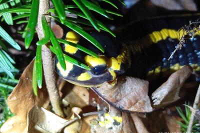 Salamandre tachetée 