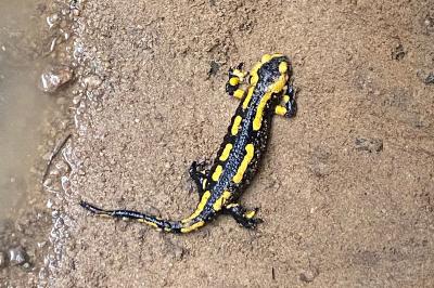 Salamandre tachetée 