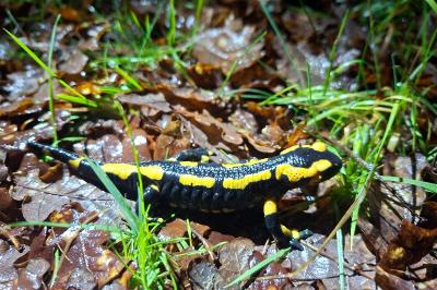 Salamandre tachetée 