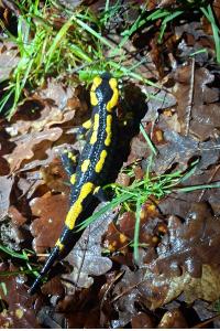 Salamandre tachetée 