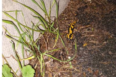 Salamandra salamandra